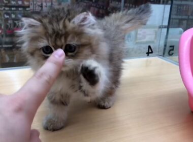 【ペルシャ】美形！大きな瞳のドール顔ペルちゃん！