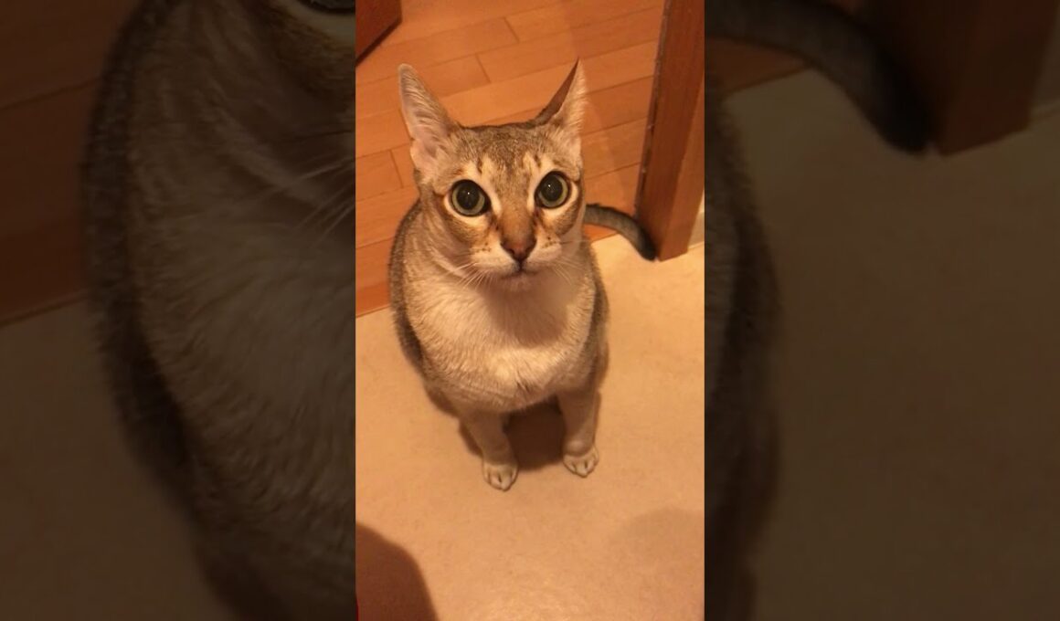 早く抱っこにゃ！と催促してるシンガプーラなのにゃ♪