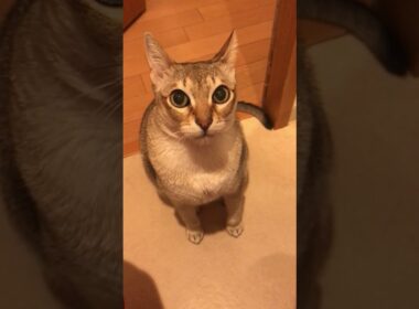 早く抱っこにゃ！と催促してるシンガプーラなのにゃ♪