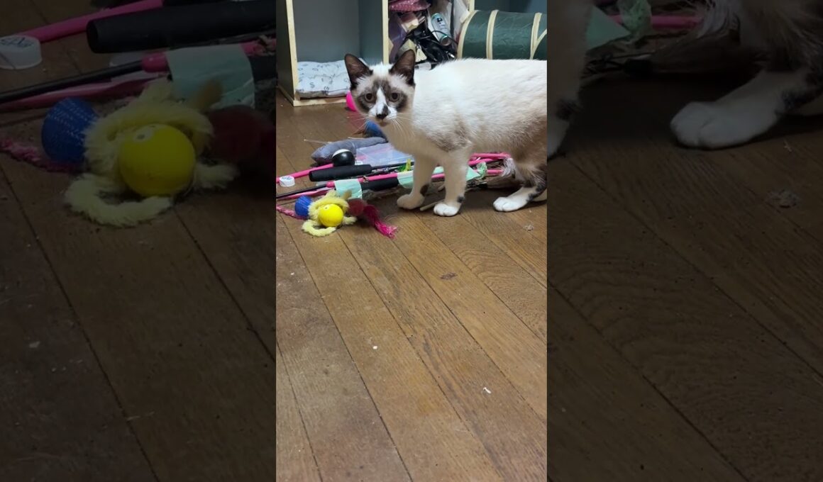 ケージに乗るシャム猫のパンダ。すぐ、床に降りた