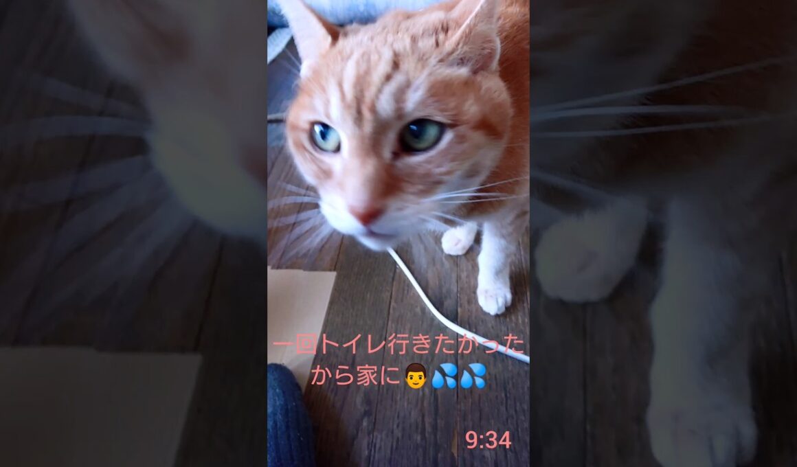 外で待っているシャム猫さん笑#猫 #ねこ #cat #Shorts