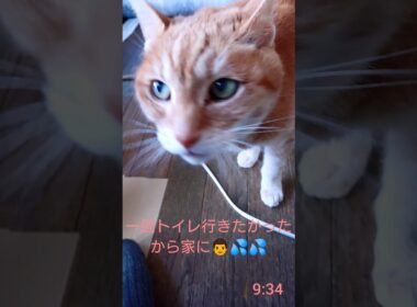 外で待っているシャム猫さん笑#猫 #ねこ #cat #Shorts