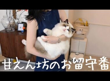 人間の赤ちゃんみたいな甘えん坊ラグドールのお留守番を隠し撮りしてみたら…｜Furboペットカメラ