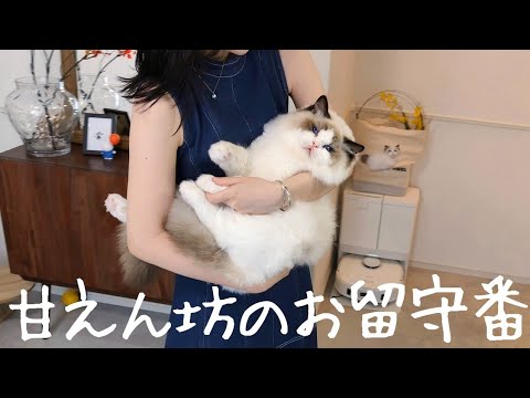 人間の赤ちゃんみたいな甘えん坊ラグドールのお留守番を隠し撮りしてみたら…｜Furboペットカメラ