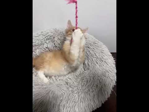 ラパーマ 可愛い男の子