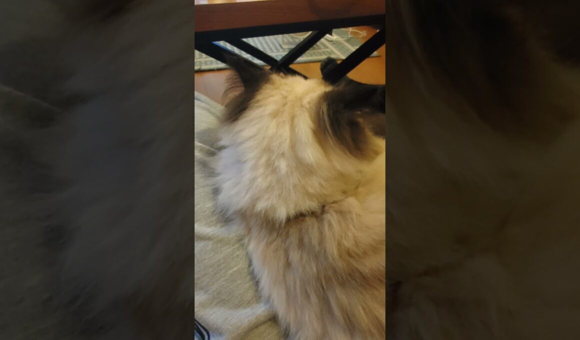 猫の後頭部かわいい　#ヒマラヤン #ねこ　#猫　#後頭部　#cat