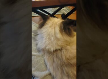 猫の後頭部かわいい　#ヒマラヤン #ねこ　#猫　#後頭部　#cat