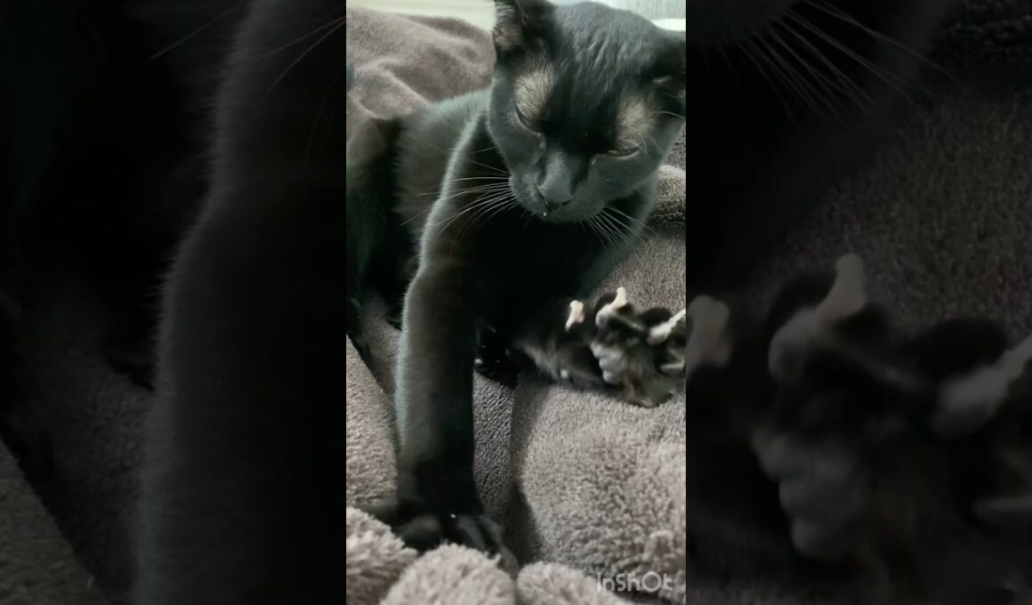 必殺？フミフミ黒猫ボンベイ　#cat #ねこ #ねこ動画 #ねこのいる生活 #ねこのいる暮らし #猫 #猫好きさんと繋がりたい #かわいい #癒やし