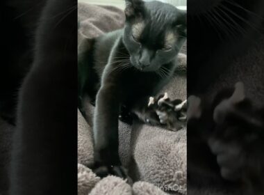 必殺？フミフミ黒猫ボンベイ　#cat #ねこ #ねこ動画 #ねこのいる生活 #ねこのいる暮らし #猫 #猫好きさんと繋がりたい #かわいい #癒やし