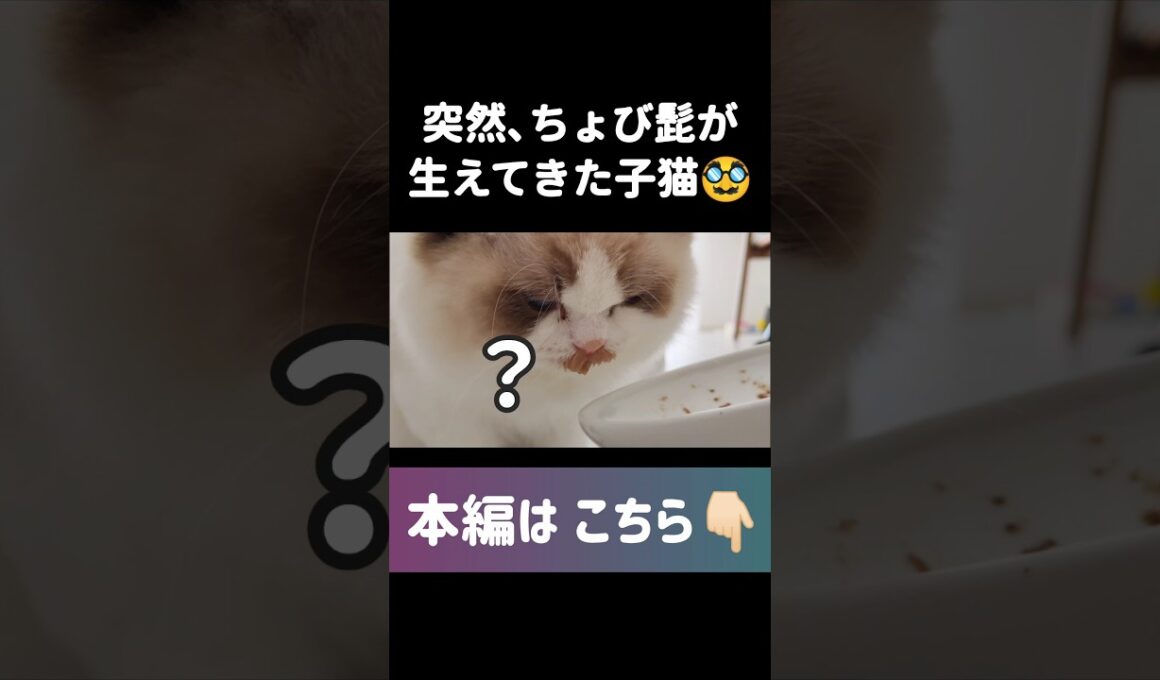 #shorts #猫 #子猫 #ラグドール #甘えん坊猫 #ぬいぐるみ猫