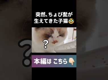 #shorts #猫 #子猫 #ラグドール #甘えん坊猫 #ぬいぐるみ猫