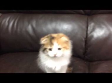 5/18産 キャリコロング ヘアー メス