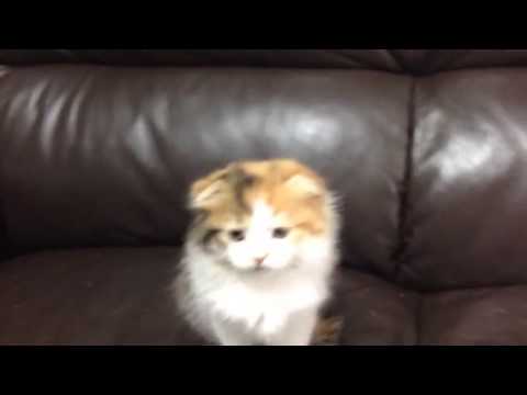 5/18産 キャリコロング ヘアー メス