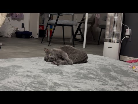 眠いけど飼い主が気になるぺぺ(ロシアンブルー・中年)