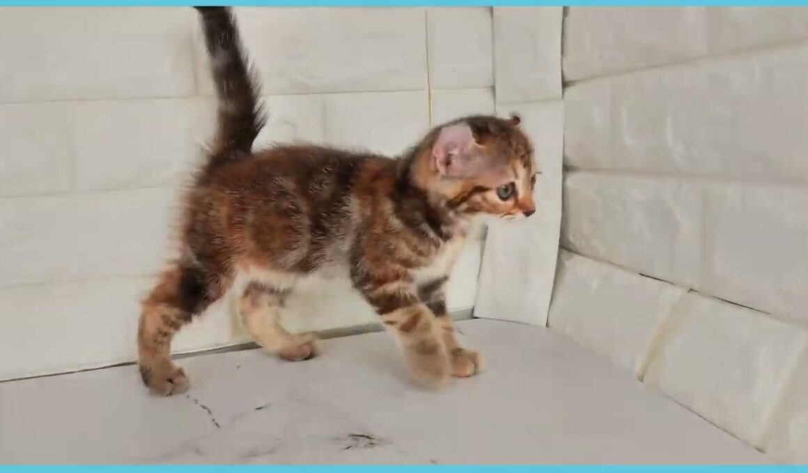 Coo&RIKU　No.00749037 アメリカンカール