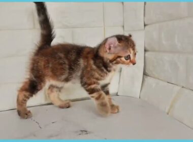 Coo&RIKU　No.00749037 アメリカンカール