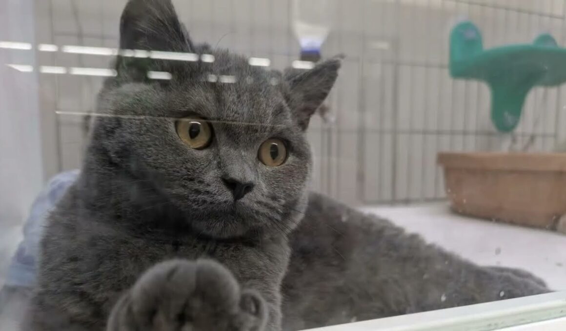 【ブリティッシュショートヘアー】生後5ヶ月を迎えた男の子