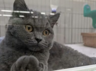 【ブリティッシュショートヘアー】生後5ヶ月を迎えた男の子