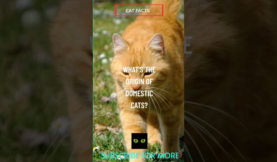What is the origin of Domestic Cats ? #catbreeds  #catfacts