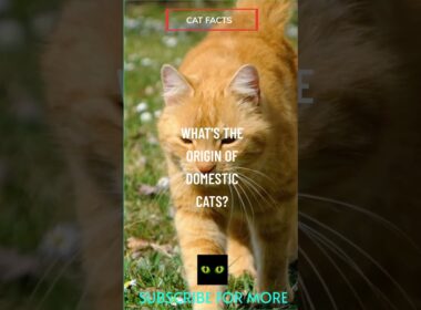 What is the origin of Domestic Cats ? #catbreeds  #catfacts