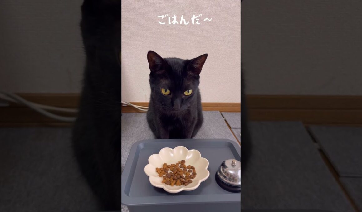 空っぽのお皿にご不満〜の顔