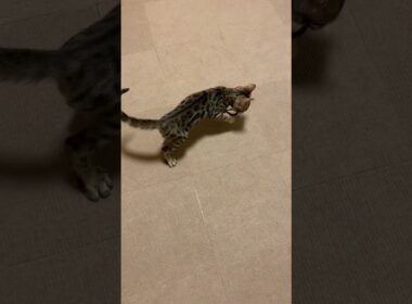 【猫】ベンガルの子猫【ベンガル】2023年5月5日