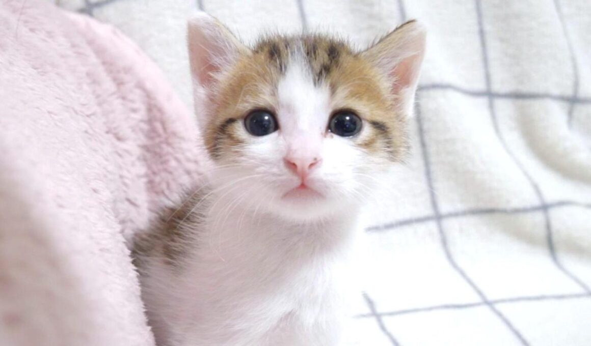 姉子猫のおてんばっぷりにSOSを送ってきた弟子猫【赤ちゃん猫　保護猫】