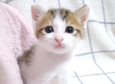 姉子猫のおてんばっぷりにSOSを送ってきた弟子猫【赤ちゃん猫　保護猫】