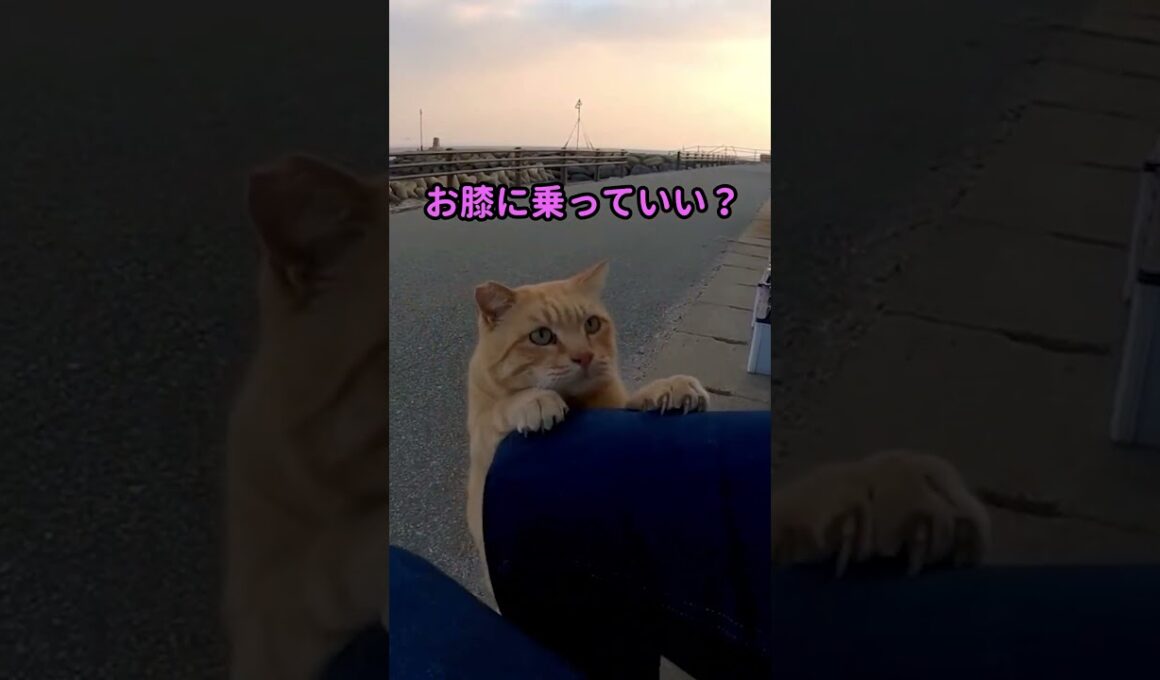 猫島で道路脇に座ると猫が膝の上に乗ってきた #shorts