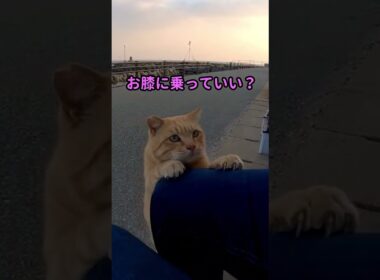 猫島で道路脇に座ると猫が膝の上に乗ってきた #shorts