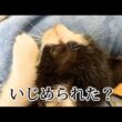姉猫から逃げて抱きついてくる子猫