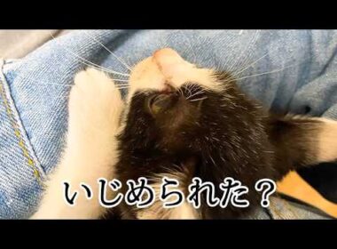 姉猫から逃げて抱きついてくる子猫