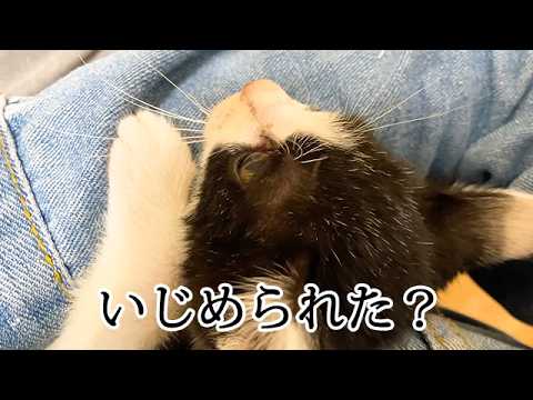 姉猫から逃げて抱きついてくる子猫