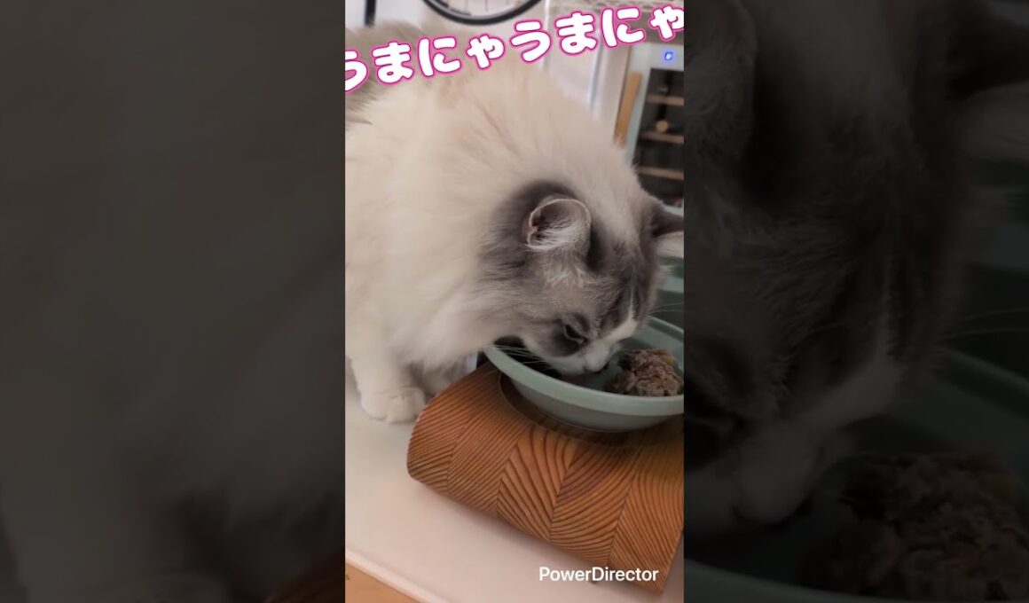 ラグドールのことねちゃん　おはようのお返事してくれてめちゃくちゃ可愛い