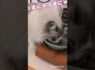 ラグドールのことねちゃん　おはようのお返事してくれてめちゃくちゃ可愛い