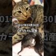 【2017年3月30日】オシキャットのカラちゃんが出産しました　#shorts