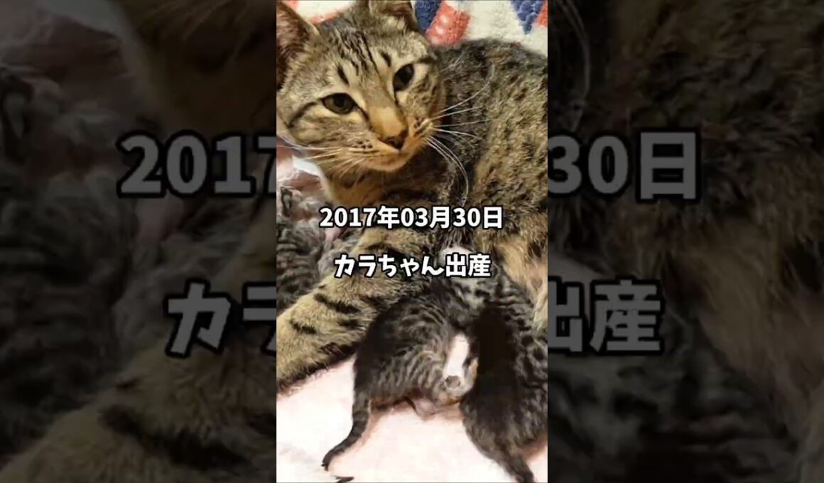 【2017年3月30日】オシキャットのカラちゃんが出産しました　#shorts