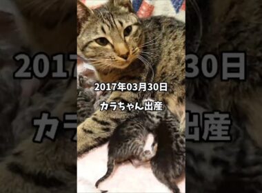 【2017年3月30日】オシキャットのカラちゃんが出産しました　#shorts