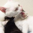 愛のかたまり、子猫たちへの授乳　The embodiment of love