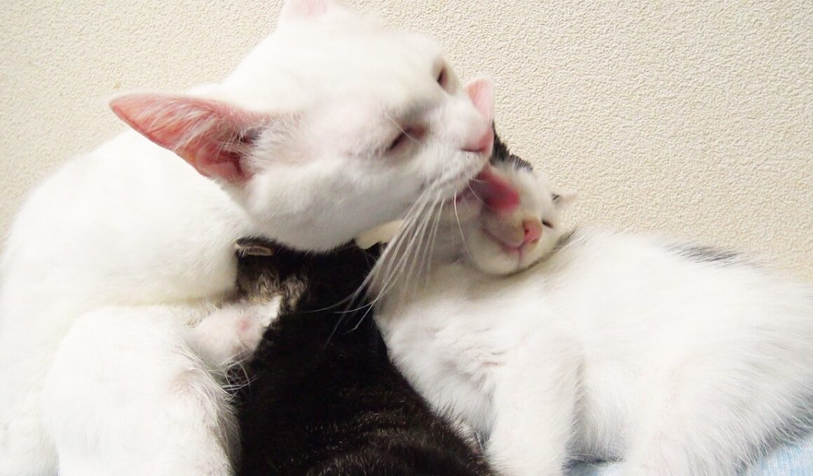 愛のかたまり、子猫たちへの授乳　The embodiment of love