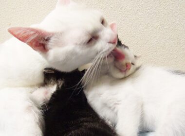 愛のかたまり、子猫たちへの授乳　The embodiment of love