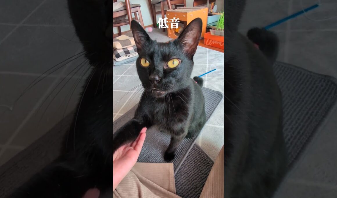 どのにゃーも愛おしい