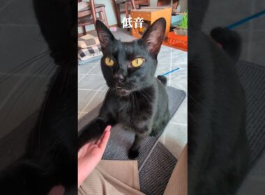 どのにゃーも愛おしい