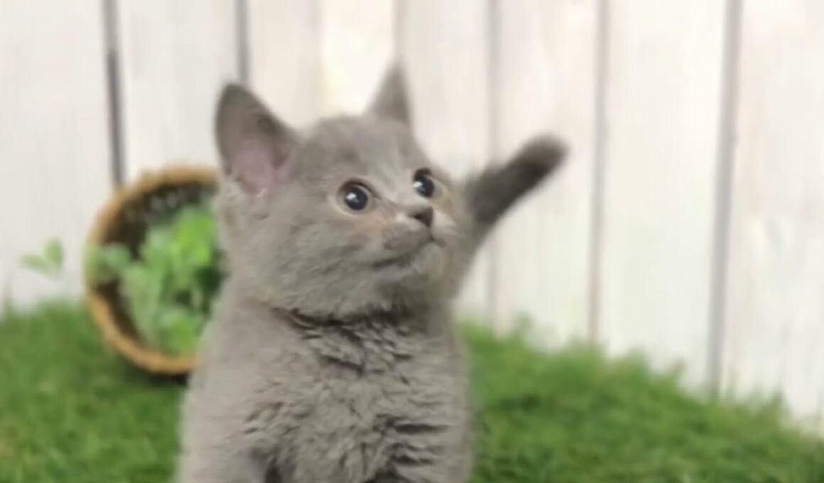 【ナナハチ’s ROOM】シャルトリュー の男の子　20240211