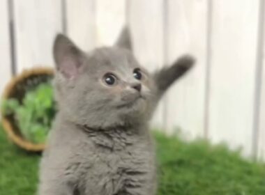 【ナナハチ’s ROOM】シャルトリュー の男の子　20240211