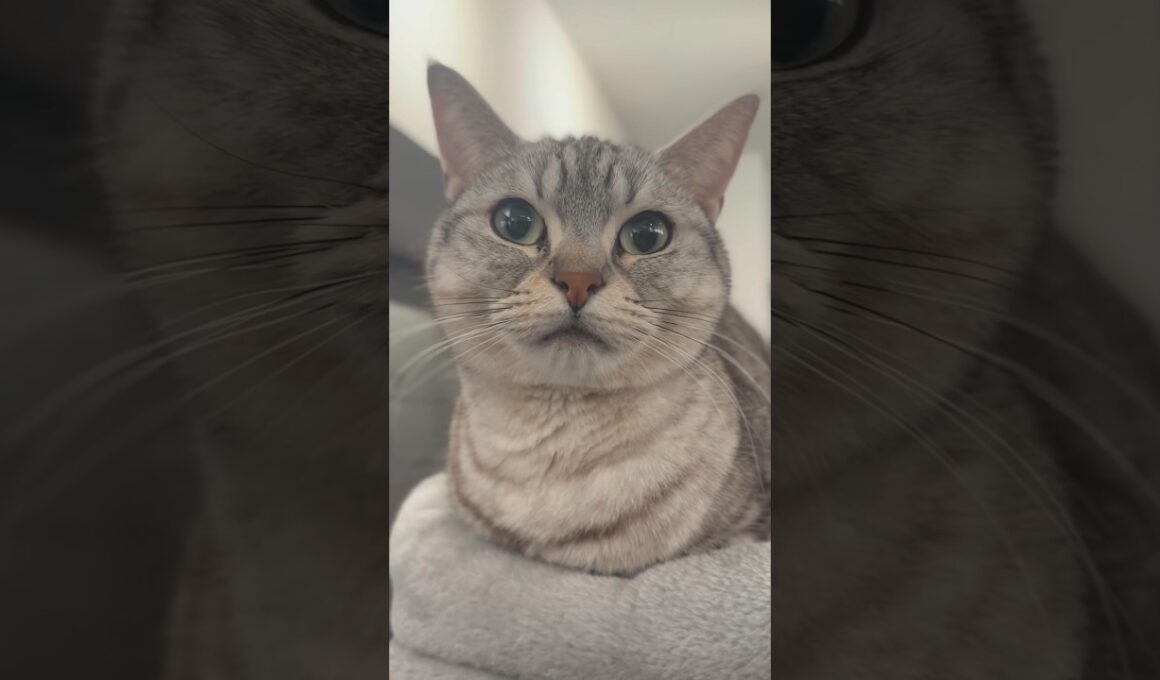 子猫の頃から愛されて育ったマンチカンがこちら...!! #cat #猫