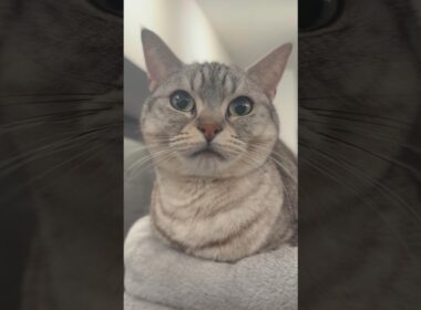 子猫の頃から愛されて育ったマンチカンがこちら...!! #cat #猫