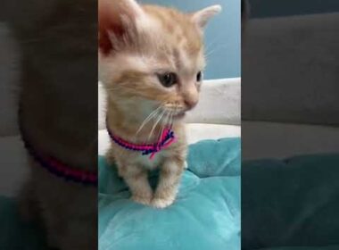 アメリカンショートヘア レッドタビーのアメショー男の子♂