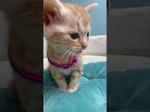 アメリカンショートヘア レッドタビーのアメショー男の子♂