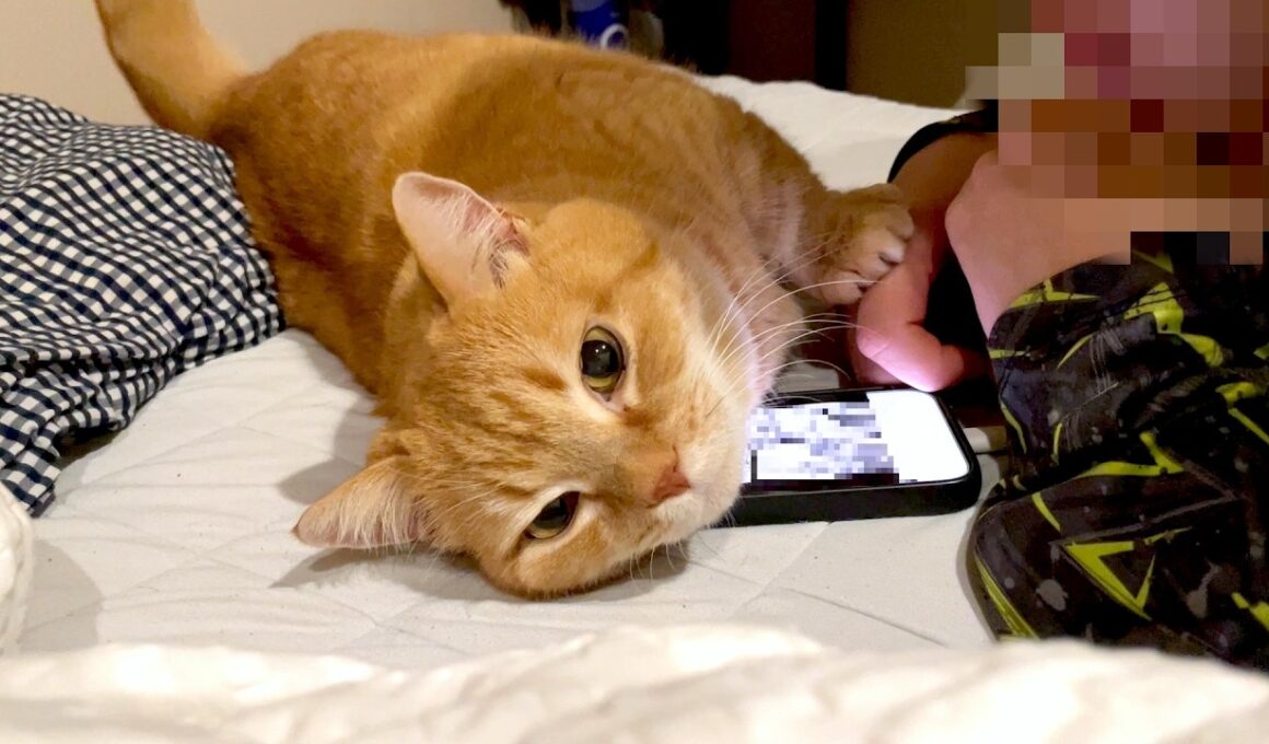 寝る前のスマホタイムを阻止してくる甘えん坊猫